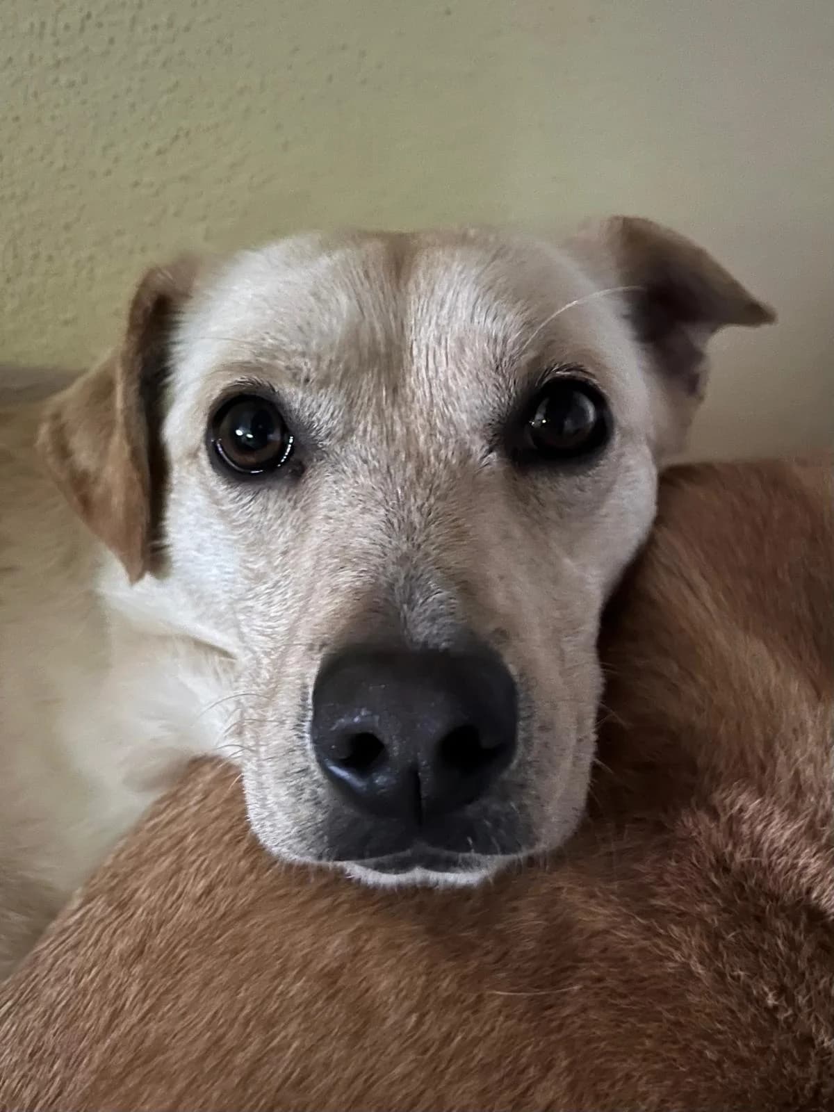 Edgar, male 5yo German Shepherd for adoption at Pfotenhilfe Sauerland e.V., Marsberg