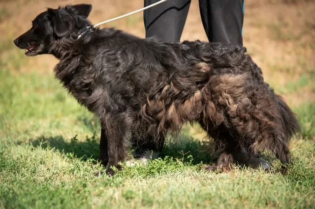 Edi, male senior Mixed Breed for adoption at Pfotenhilfe Sauerland e.V., Marsberg