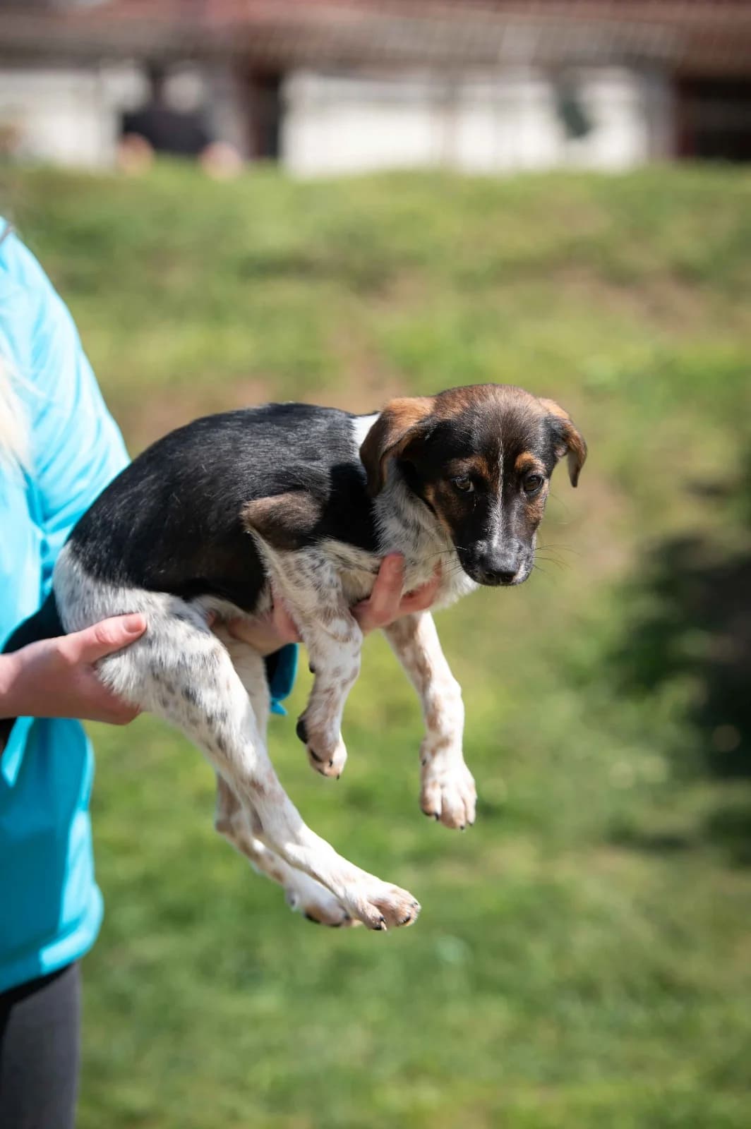 Eisa, female puppy Mixed Breed for adoption at Pfotenhilfe Sauerland e.V., Marsberg