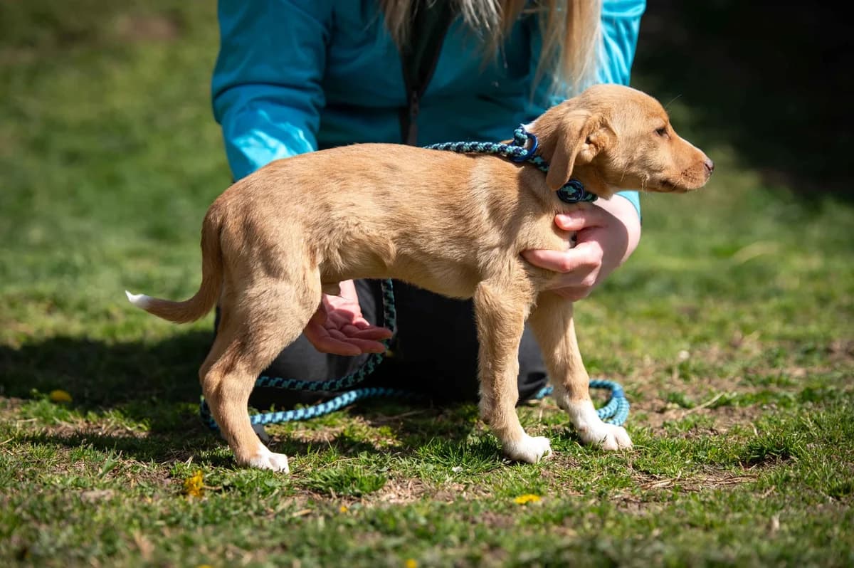 Elden, male puppy Mixed Breed for adoption at Pfotenhilfe Sauerland e.V., Marsberg