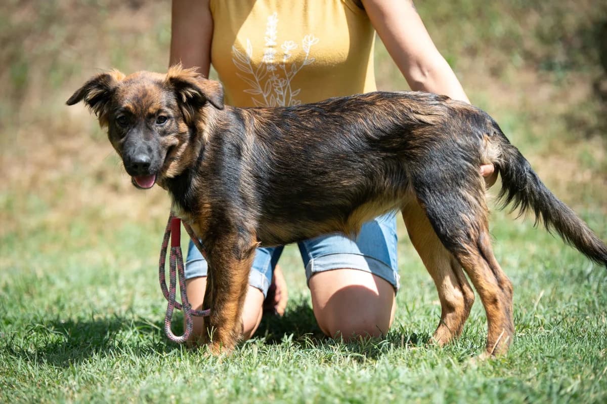 Elowen, female puppy German Shepherd for adoption at Pfotenhilfe Sauerland e.V., Marsberg