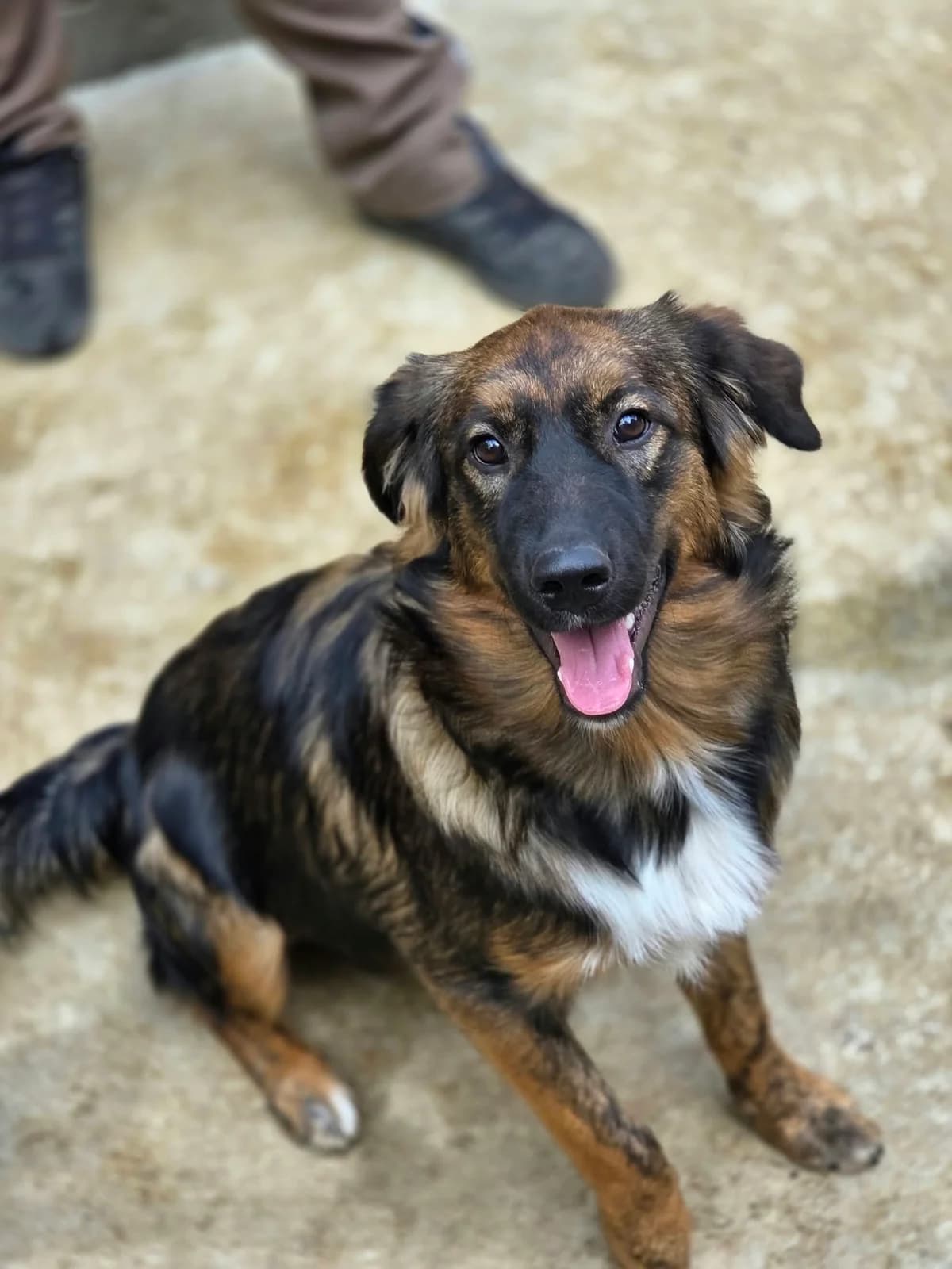 Elowen, female puppy German Shepherd for adoption at Pfotenhilfe Sauerland e.V., Marsberg