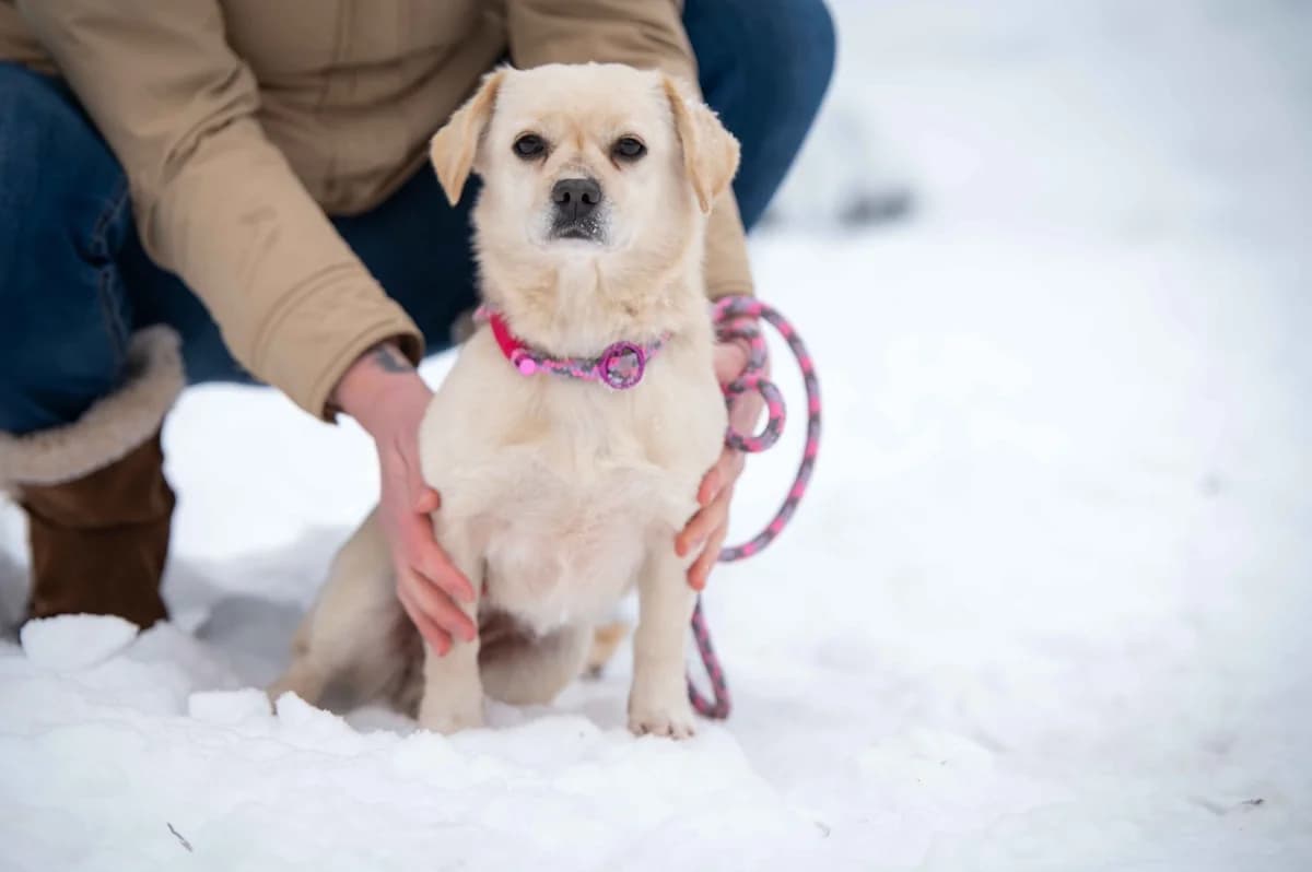 Enigma, female young Mixed Breed for adoption at Pfotenhilfe Sauerland e.V., Marsberg
