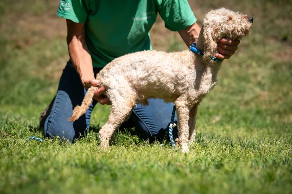 Espoo, male young Poodle for adoption at Pfotenhilfe Sauerland e.V., Marsberg