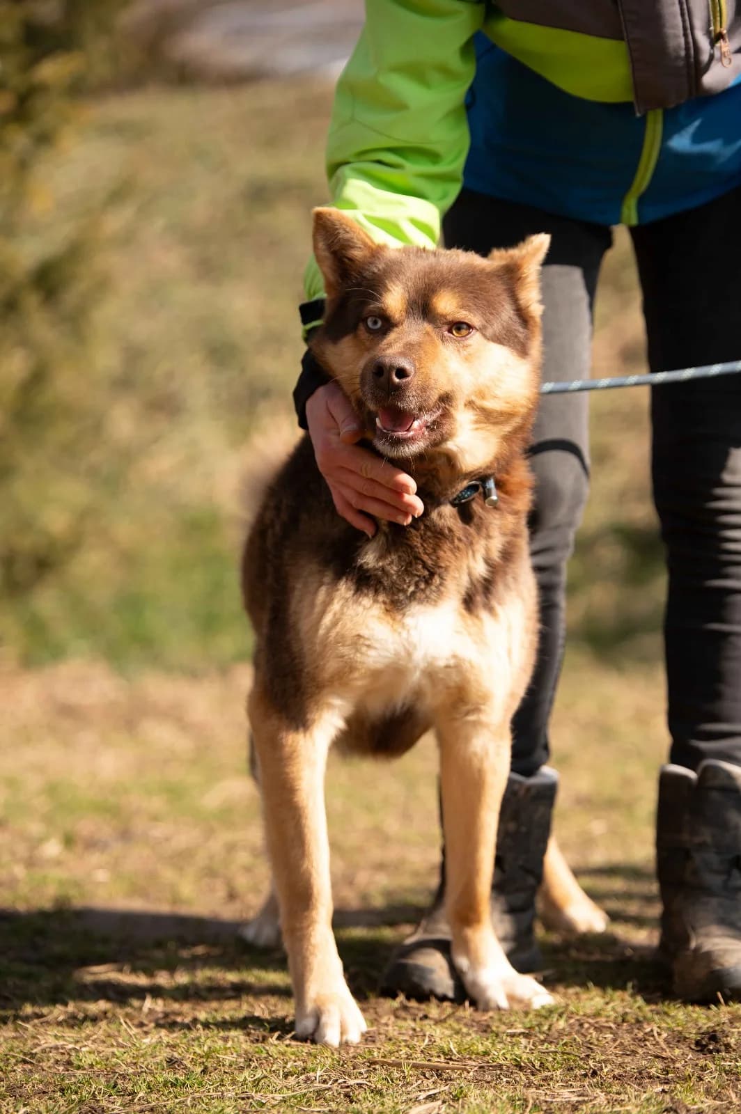 Esteban, male 3yo Husky for adoption at Pfotenhilfe Sauerland e.V., Marsberg