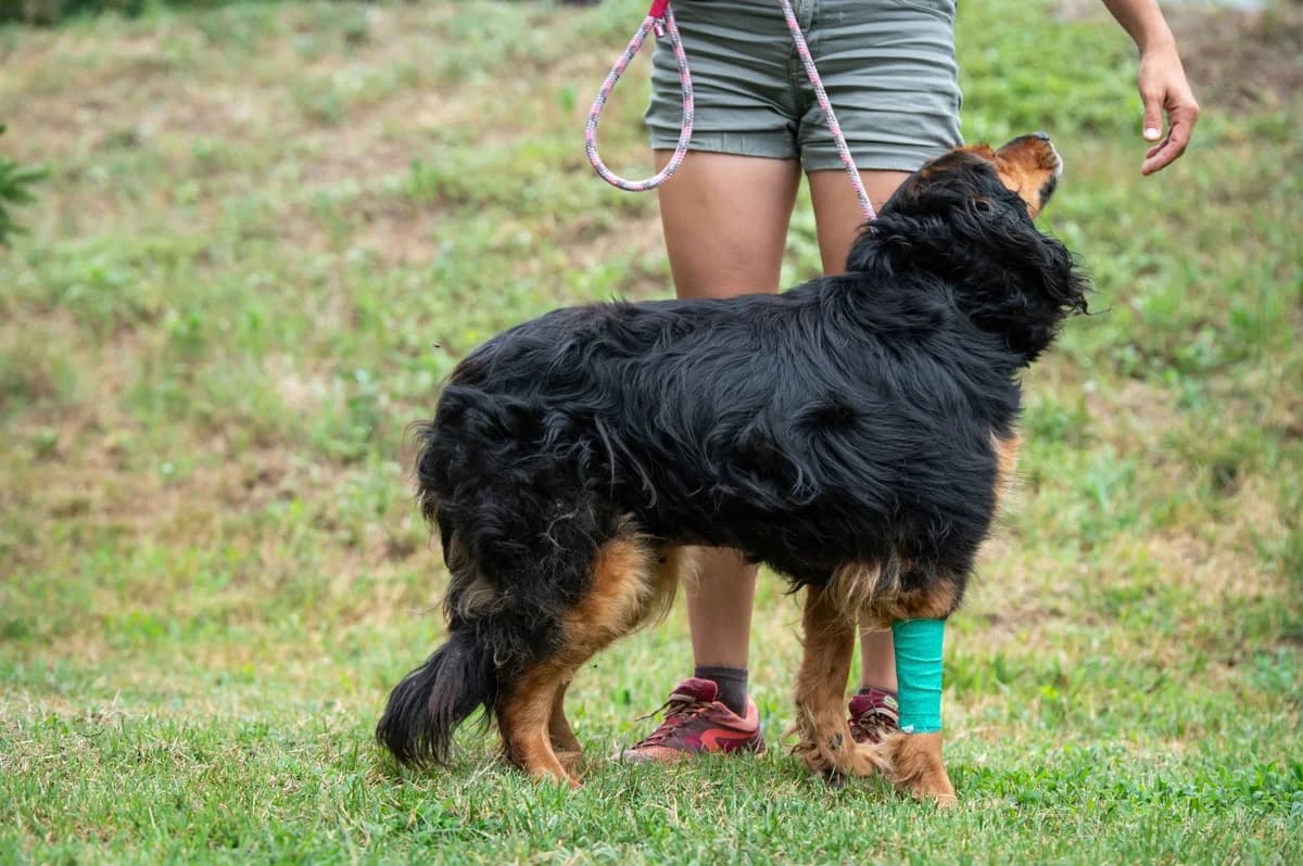 Etna, female 6yo Mixed Breed for adoption at Pfotenhilfe Sauerland e.V., Marsberg