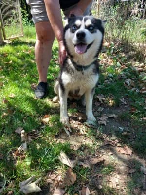 Etosha, female young Husky for adoption at Pfotenhilfe Sauerland e.V., Marsberg