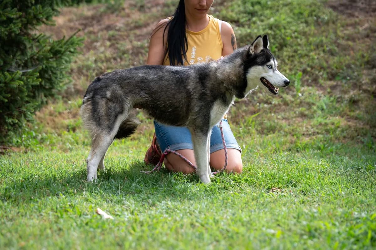 Everest, female young Husky for adoption at Pfotenhilfe Sauerland e.V., Marsberg