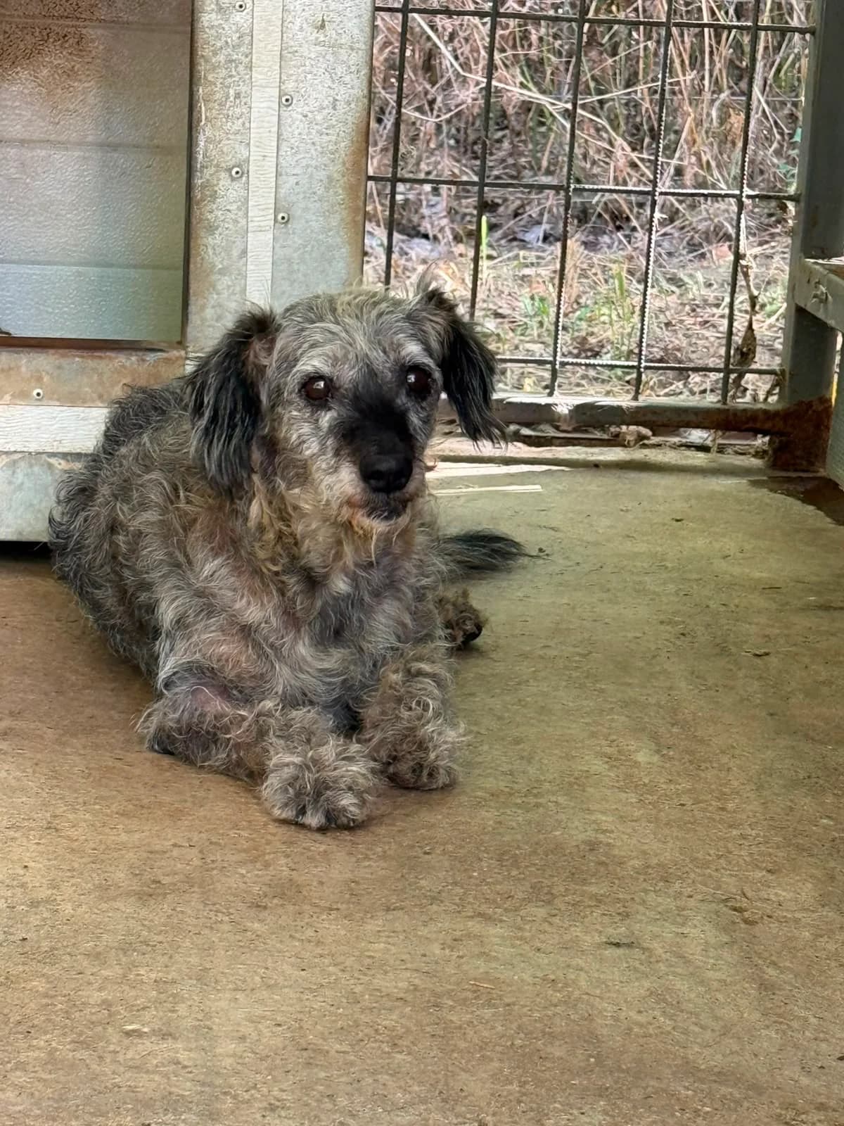 Evia, female senior Mixed Breed for adoption at Pfotenhilfe Sauerland e.V., Marsberg