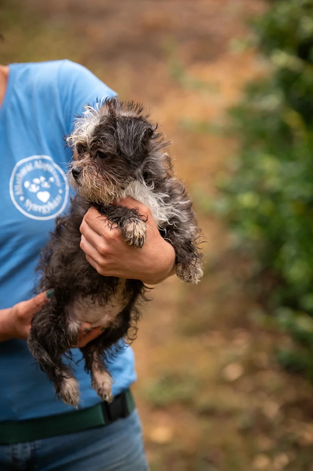 Ewok, male puppy Mixed Breed for adoption at Pfotenhilfe Sauerland e.V., Marsberg