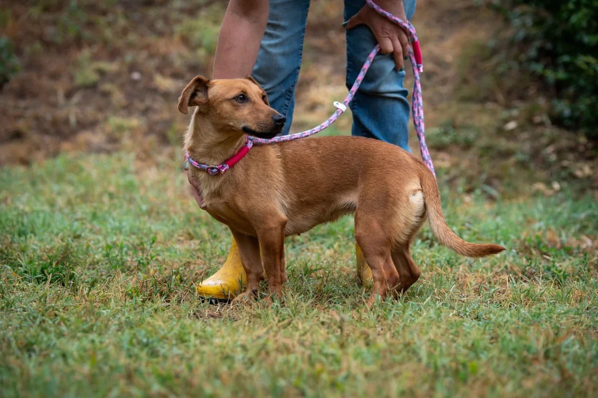 Fabrizia, female young Dachshund for adoption at Pfotenhilfe Sauerland e.V., Marsberg