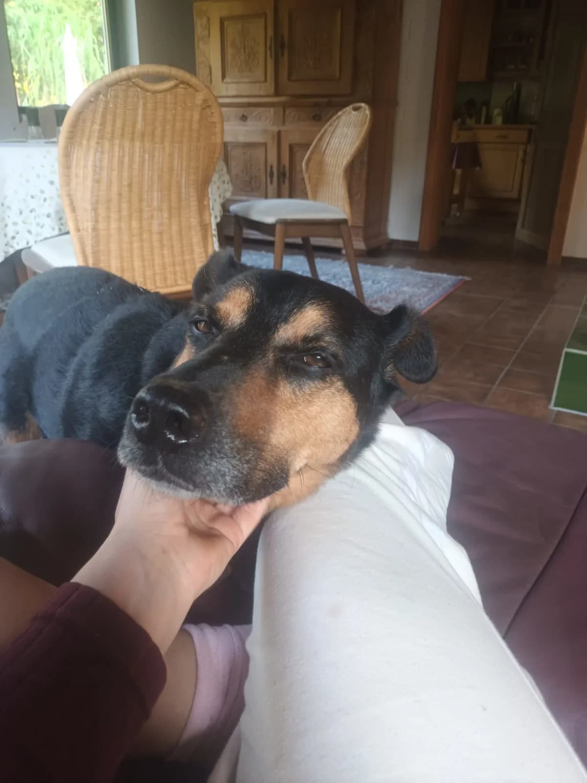 Filemon, male senior German Shepherd for adoption at Pfotenhilfe Sauerland e.V., Marsberg
