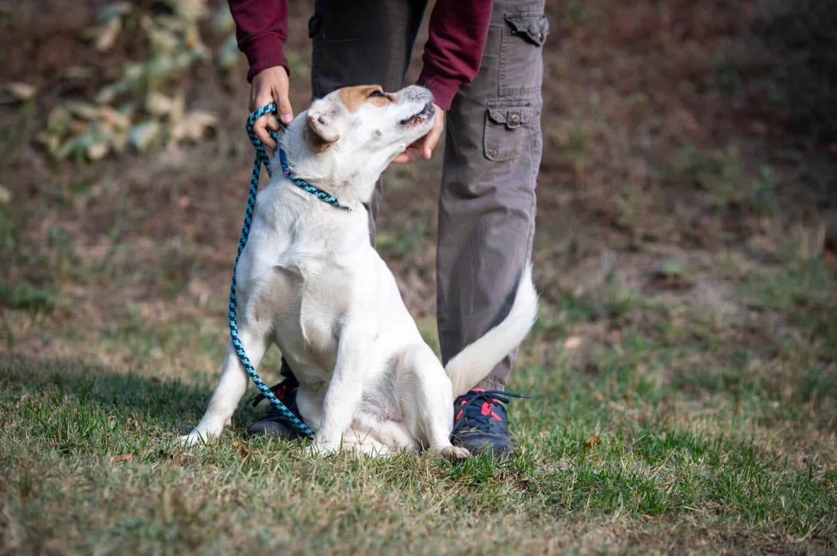 Fleck, male puppy Beagle for adoption at Pfotenhilfe Sauerland e.V., Marsberg