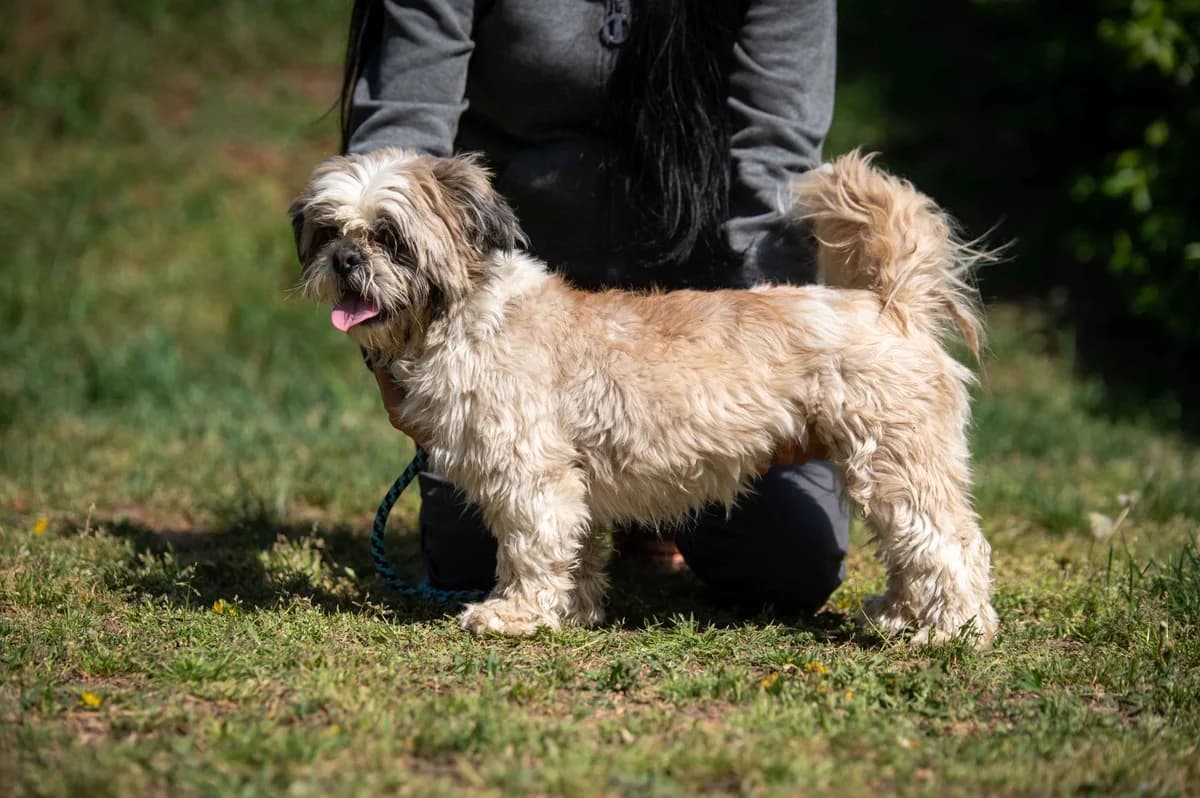 Flint, male 3yo Shih Tzu for adoption at Pfotenhilfe Sauerland e.V., Marsberg