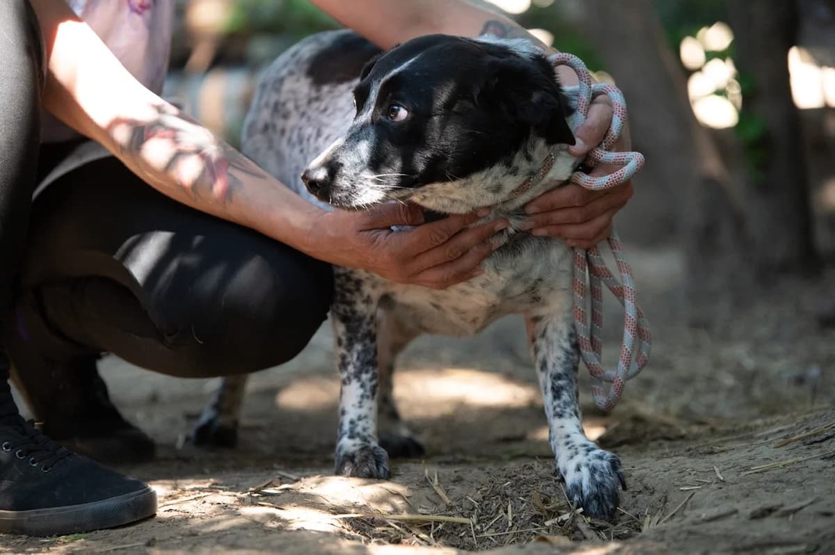 Folti, female 6yo Mixed Breed for adoption at Pfotenhilfe Sauerland e.V., Marsberg