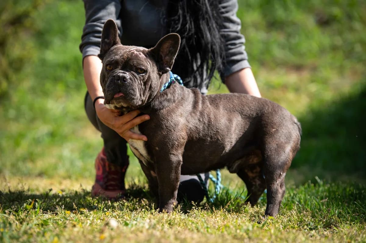 Frician, male 3yo French Bulldog for adoption at Pfotenhilfe Sauerland e.V., Marsberg