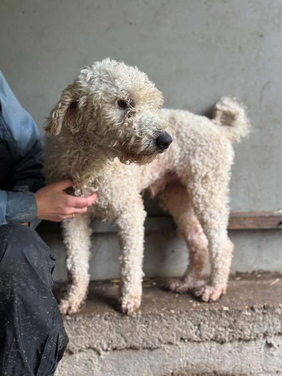 Fritte, male 4yo Puli for adoption at Pfotenhilfe Sauerland e.V., Marsberg