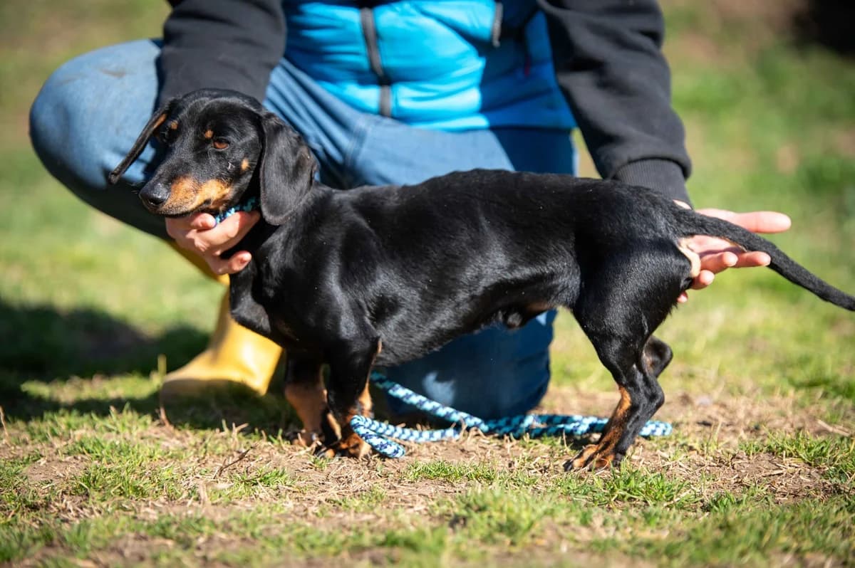 Fuego, male young Dachshund for adoption at Pfotenhilfe Sauerland e.V., Marsberg