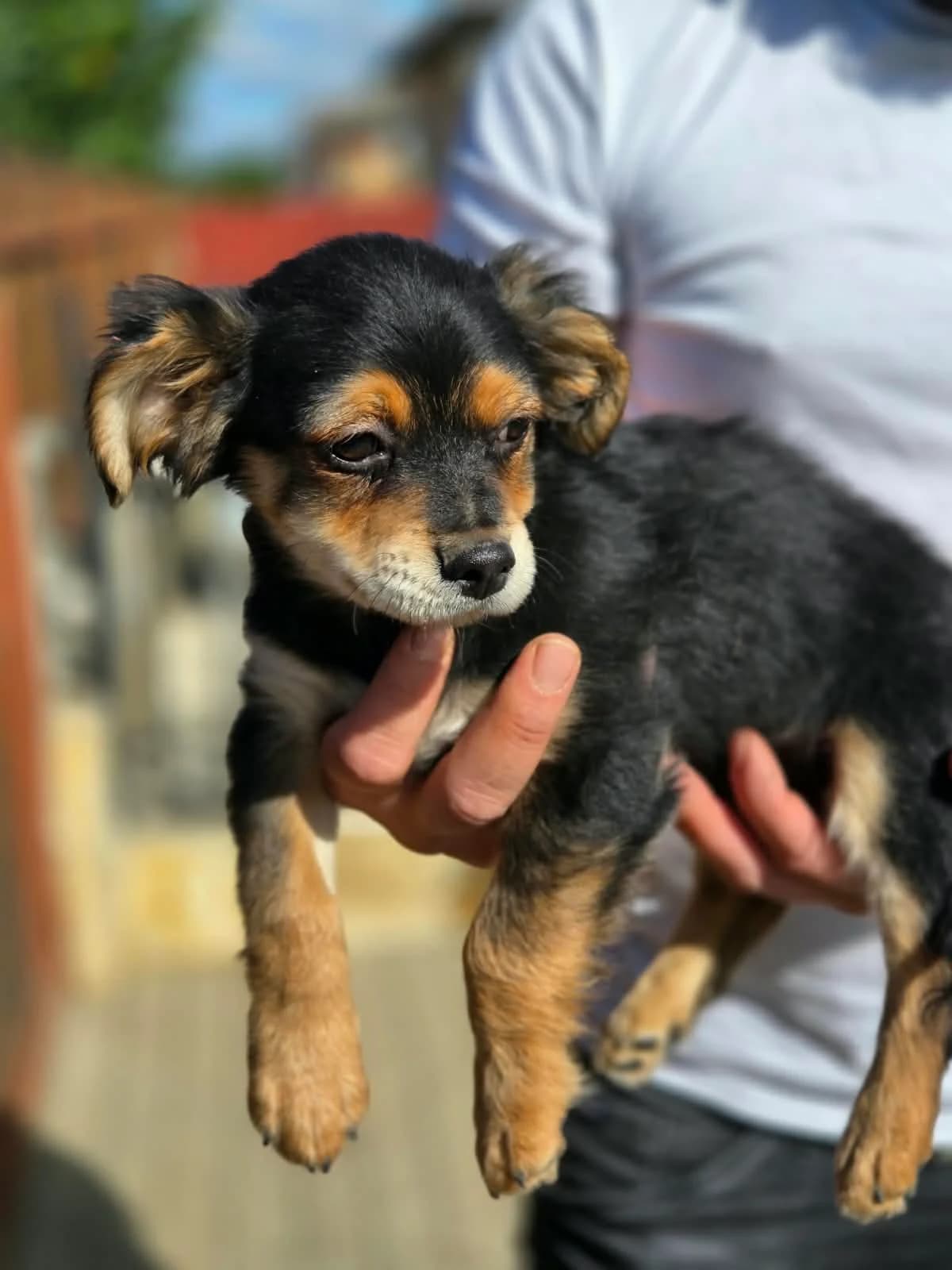Fuzzi, male puppy Dachshund for adoption at Pfotenhilfe Sauerland e.V., Marsberg