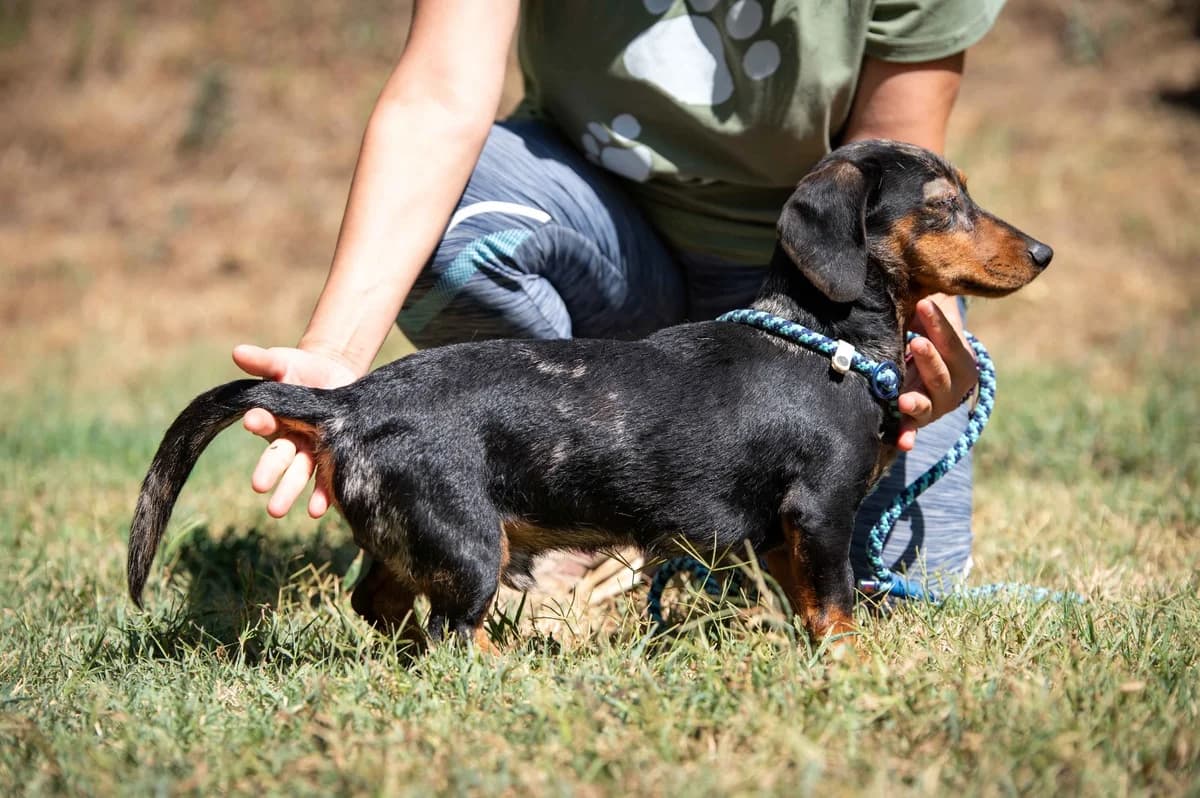 Galahad, male young Dachshund for adoption at Pfotenhilfe Sauerland e.V., Marsberg