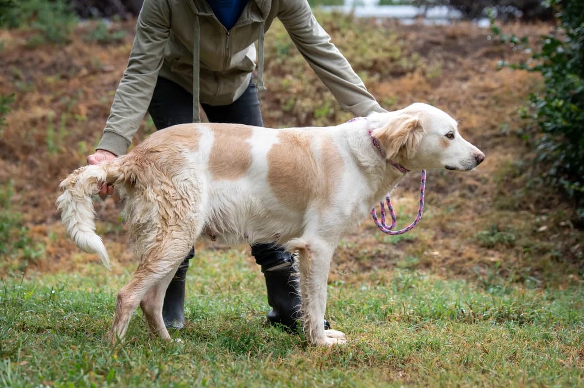Galina, female young Golden Retriever for adoption at Pfotenhilfe Sauerland e.V., Marsberg
