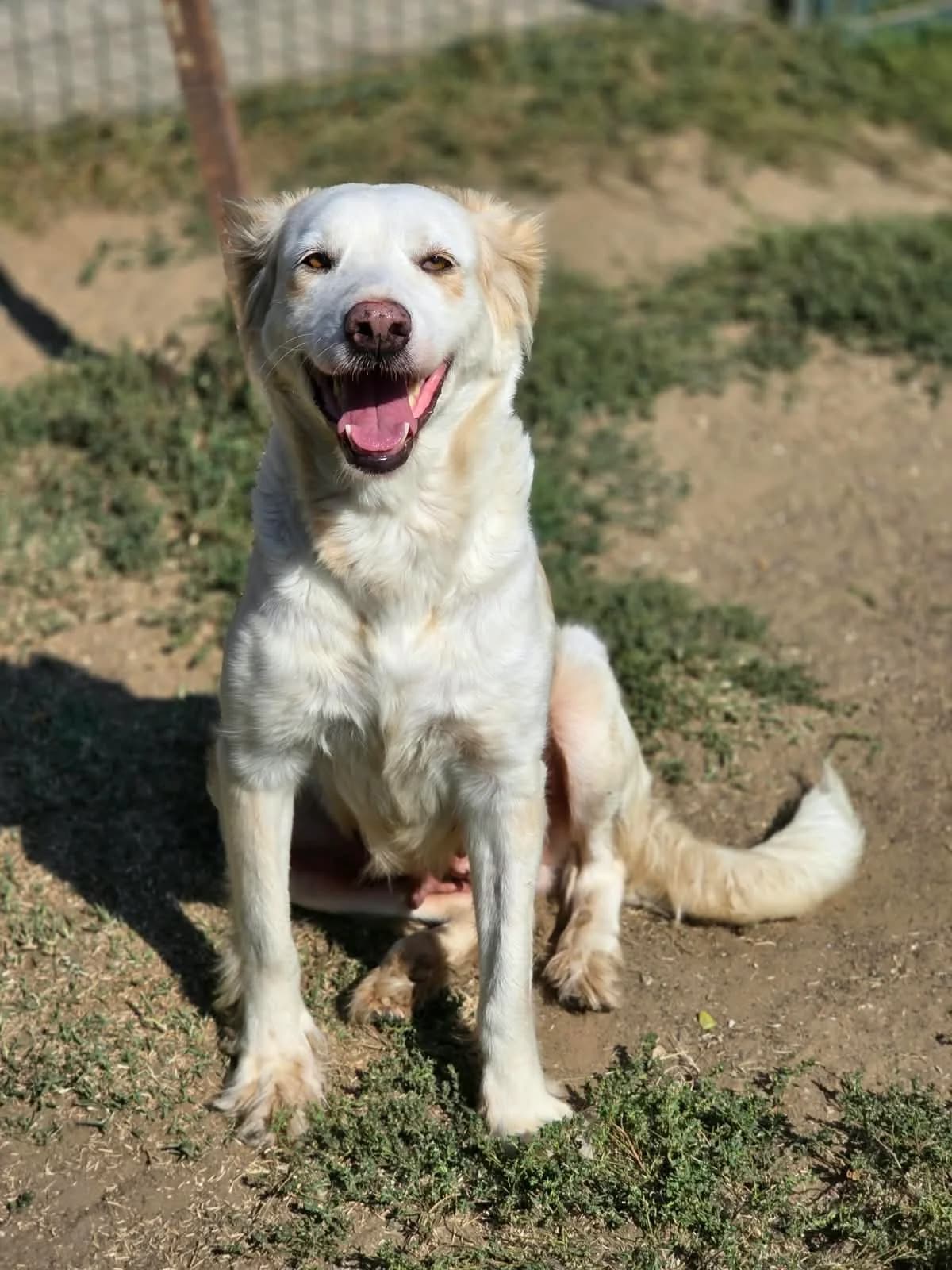 Galina, female 5yo Golden Retriever for adoption at Pfotenhilfe Sauerland e.V., Marsberg