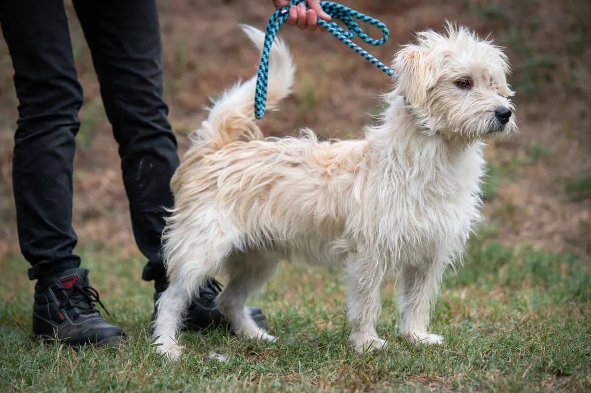 Genos, male young Mixed Breed for adoption at Pfotenhilfe Sauerland e.V., Marsberg