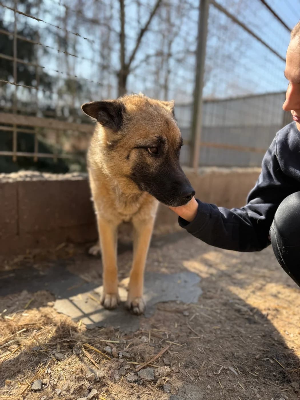 Gertie, female 7yo German Shepherd for adoption at Pfotenhilfe Sauerland e.V., Marsberg