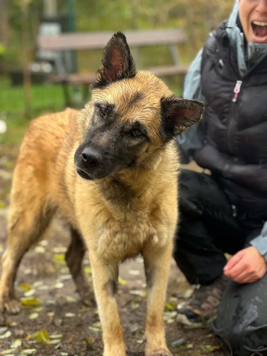 Gertie, female 7yo German Shepherd for adoption at Pfotenhilfe Sauerland e.V., Marsberg