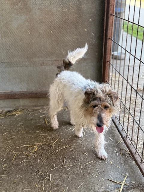 Grimmia, female 3yo Mixed Breed for adoption at Pfotenhilfe Sauerland e.V., Marsberg