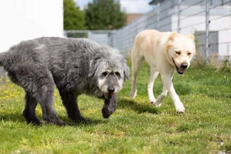 Grisa, female senior mixed breed for adoption at Pfotenhilfe Sauerland e.V., Marsberg