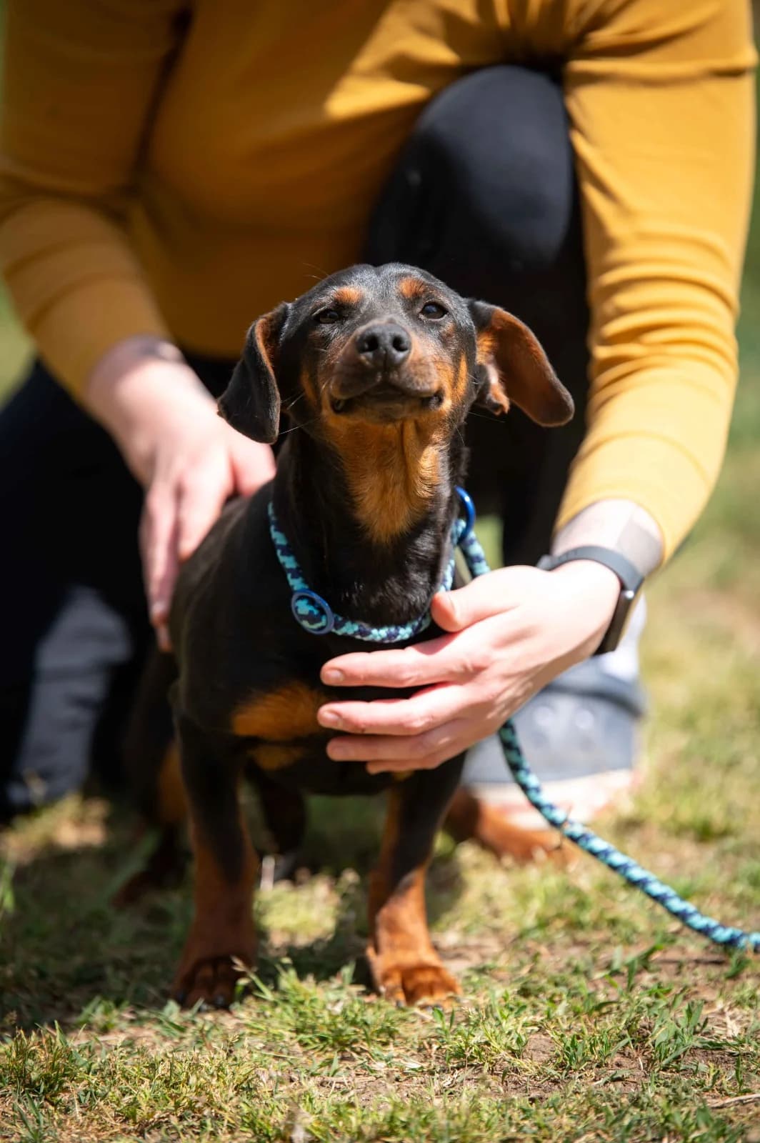 Gross, male young Dachshund for adoption at Pfotenhilfe Sauerland e.V., Marsberg
