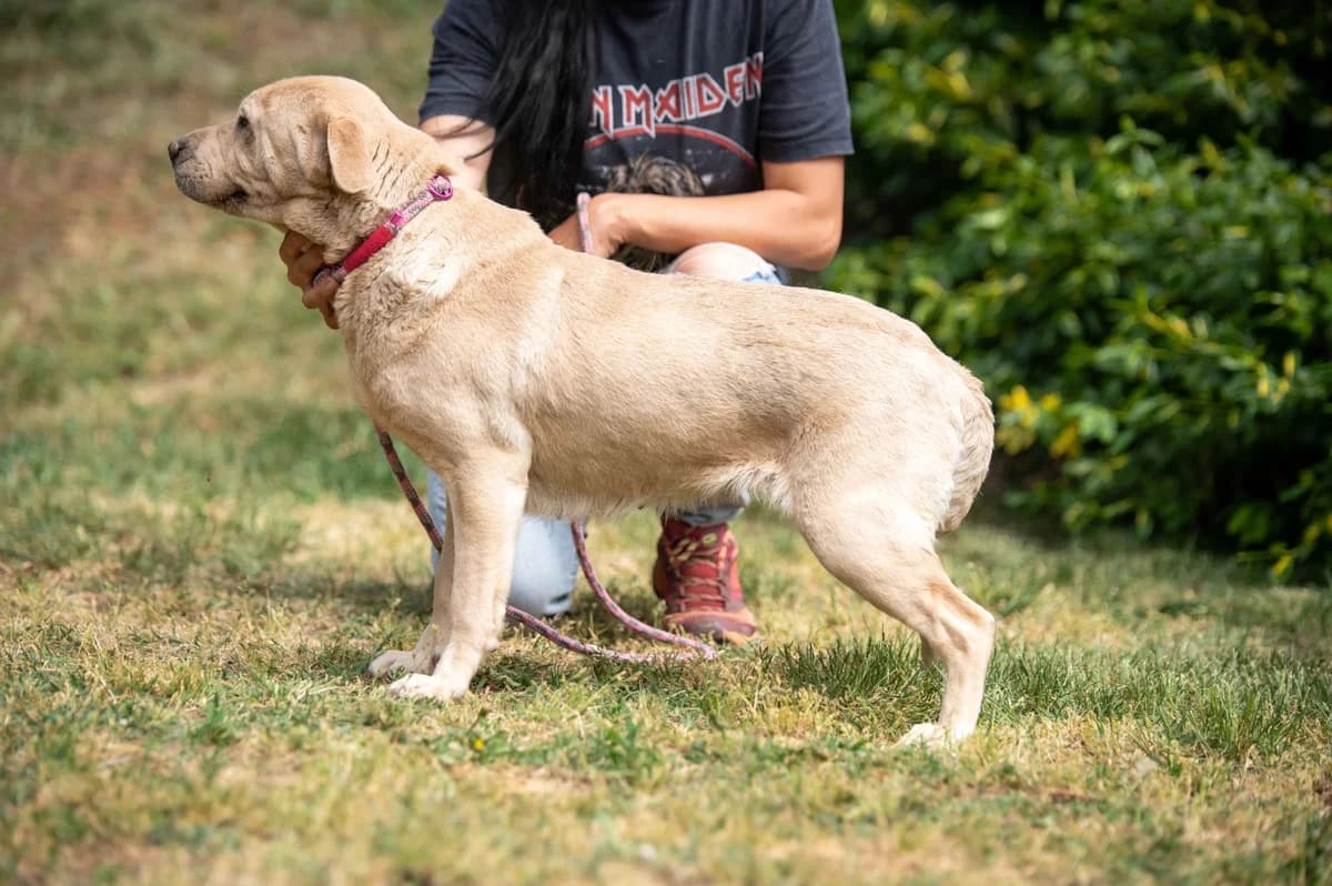 Halina, female 5yo Mixed Breed for adoption at Pfotenhilfe Sauerland e.V., Marsberg