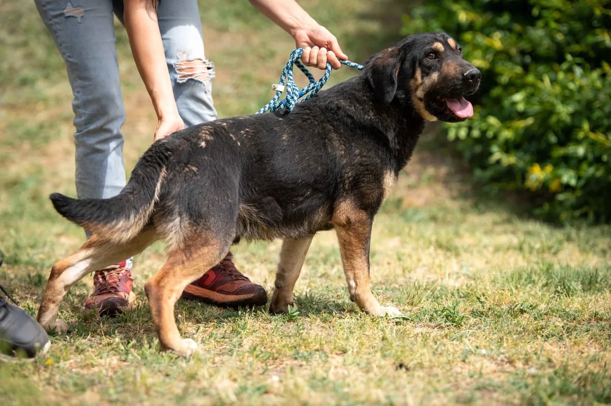Havoc, male young Mixed Breed for adoption at Pfotenhilfe Sauerland e.V., Marsberg