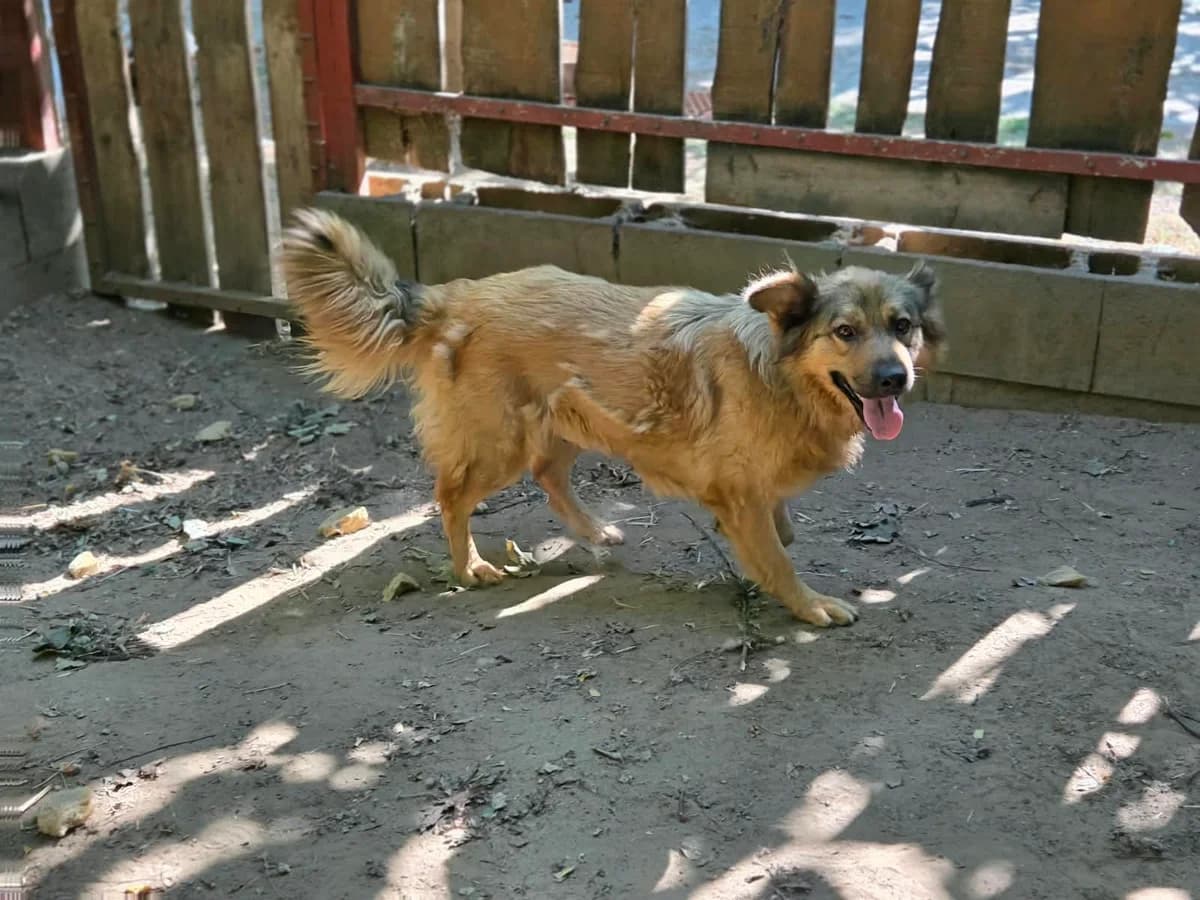 Heather, female 5yo German Shepherd for adoption at Pfotenhilfe Sauerland e.V., Marsberg