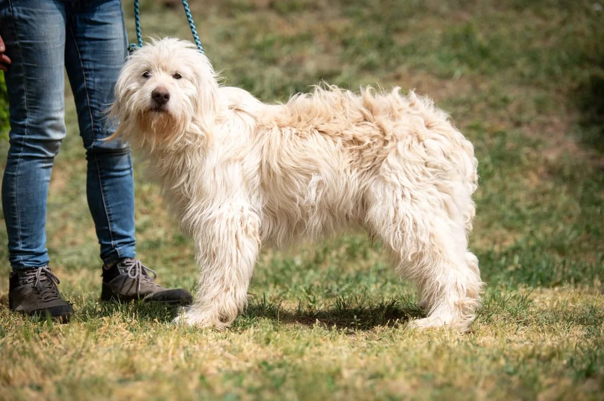 Helion, male 3yo Poodle for adoption at Pfotenhilfe Sauerland e.V., Marsberg