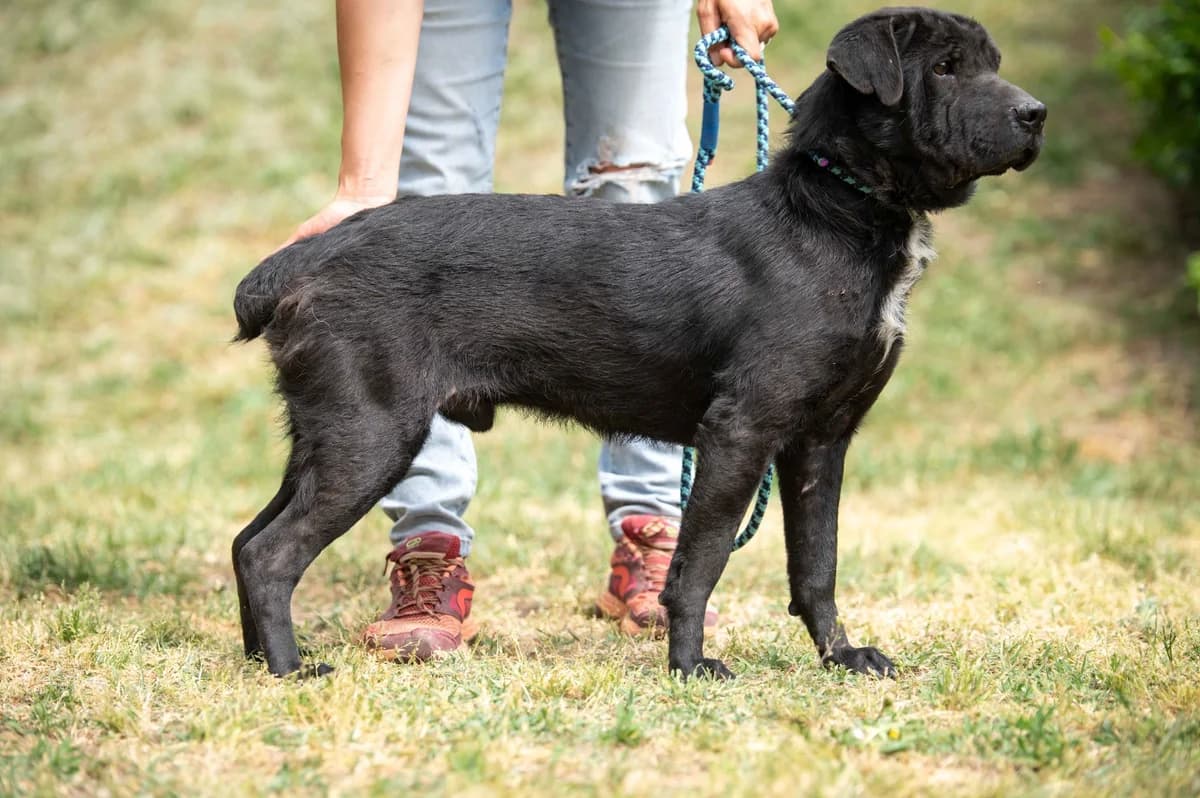 Hyron, male young Mixed Breed for adoption at Pfotenhilfe Sauerland e.V., Marsberg