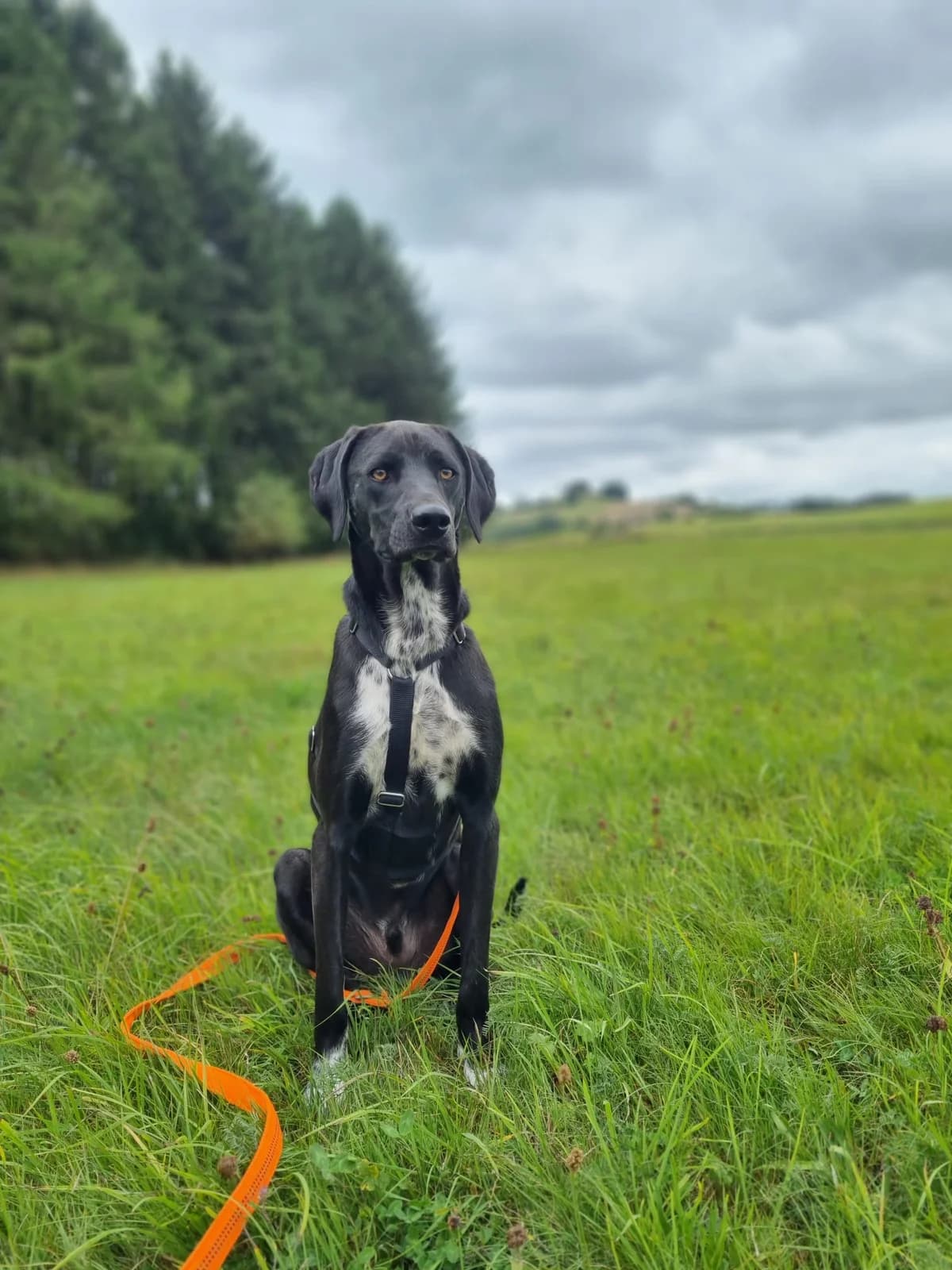 Izy, male young Mixed Breed for adoption at Pfotenhilfe Sauerland e.V., Marsberg