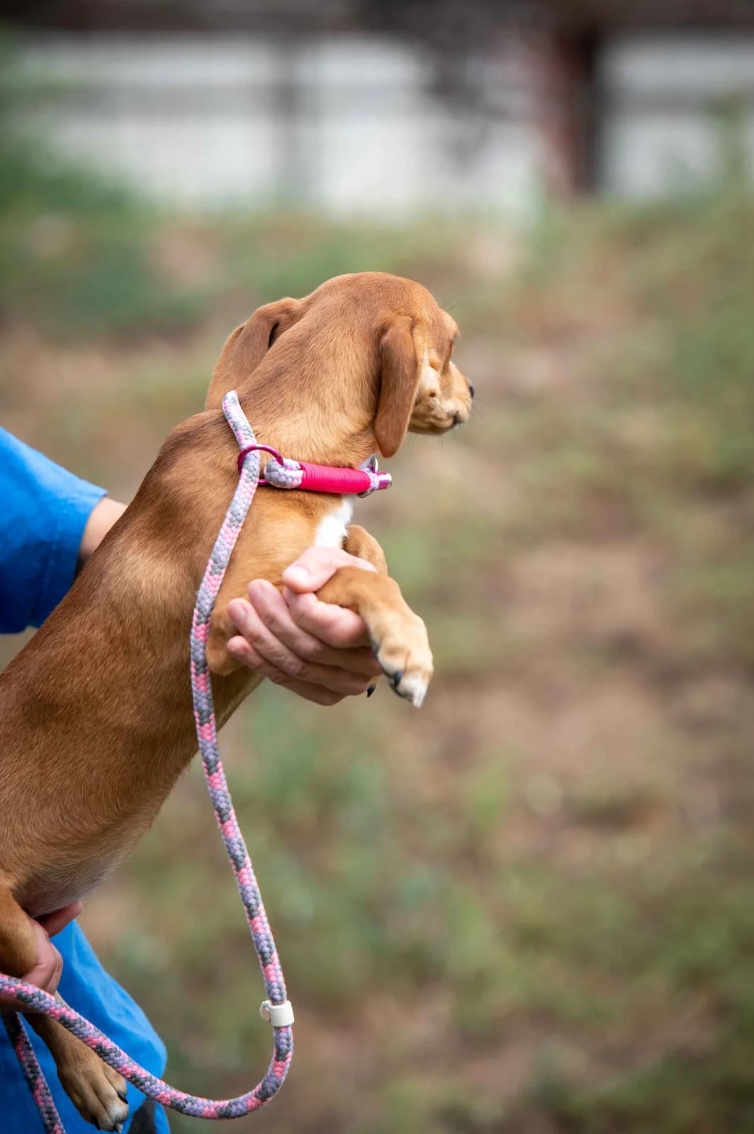 Javera, female puppy Dachshund for adoption at Pfotenhilfe Sauerland e.V., Marsberg