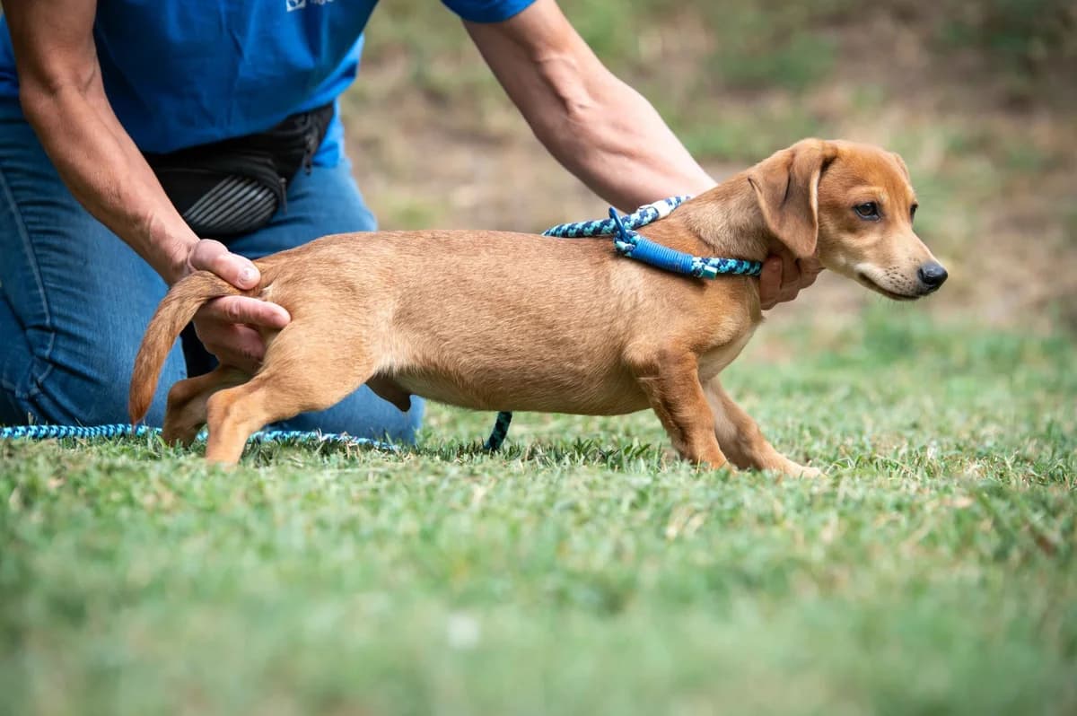 Jaxen, male puppy Dachshund for adoption at Pfotenhilfe Sauerland e.V., Marsberg