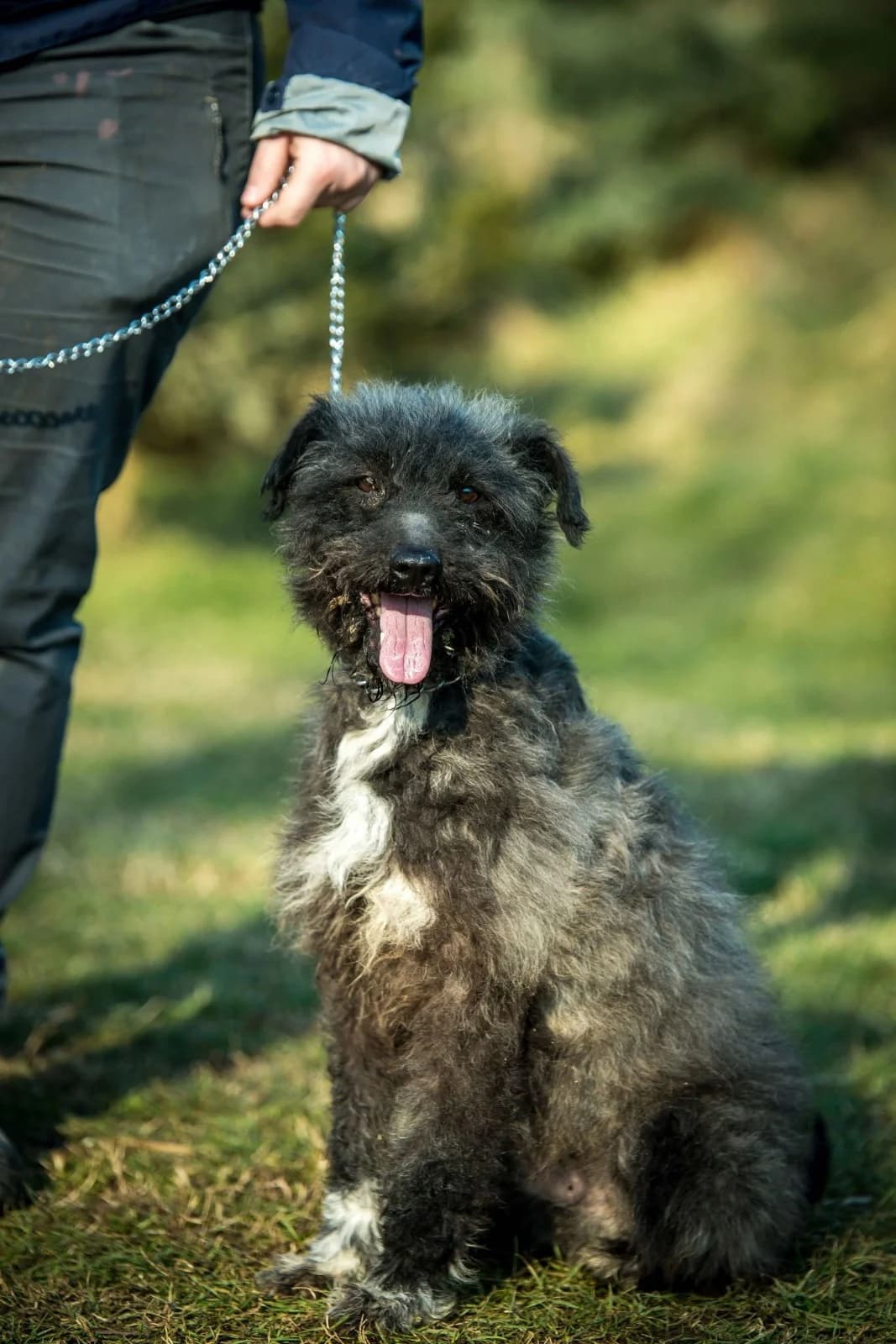 Joe, male senior Mixed Breed for adoption at Pfotenhilfe Sauerland e.V., Marsberg