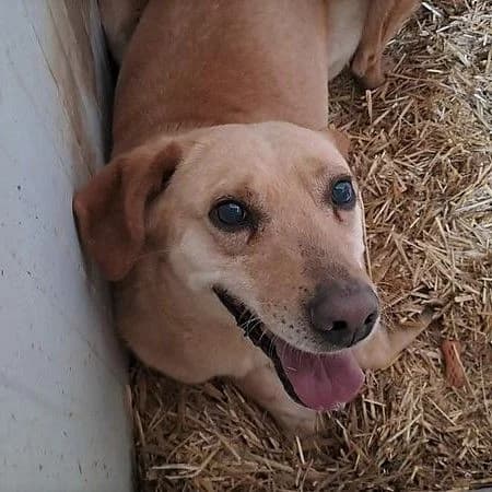 Mimo, male senior Mixed Breed for adoption at Pfotenhilfe-Ungarn e.V., Schnarup-Thumby