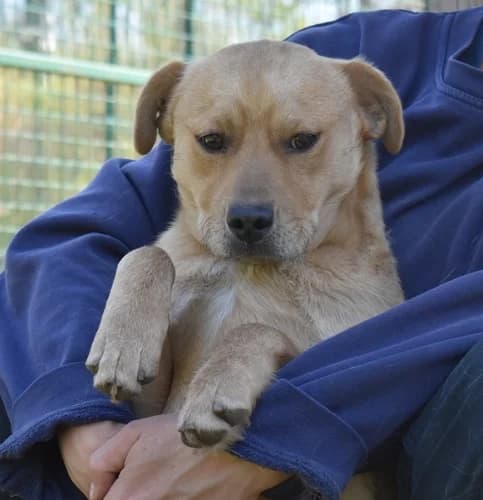 Bobi, male 5yo Mixed Breed for adoption at Pfotenhilfe-Ungarn e.V., Schnarup-Thumby