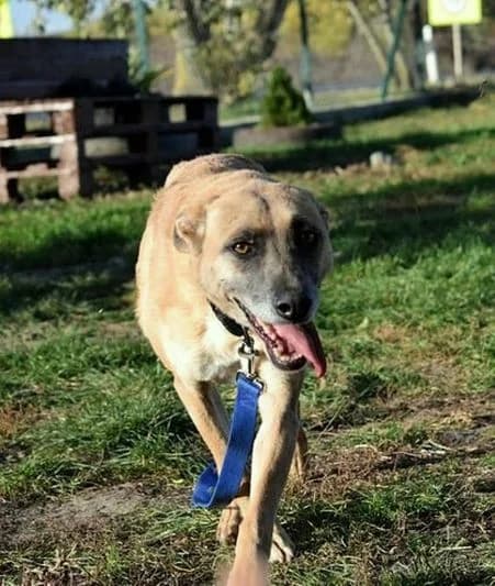 Dog, female young Mixed Breed for adoption at Pfotenhilfe-Ungarn e.V., Schnarup-Thumby