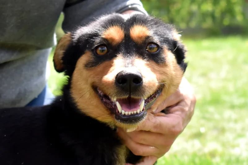 Dog, female young Mixed Breed for adoption at Pfotenhilfe-Ungarn e.V., Schnarup-Thumby