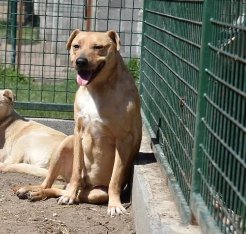 Betyár, male 7yo Mixed Breed for adoption at Pfotenhilfe-Ungarn e.V., Schnarup-Thumby