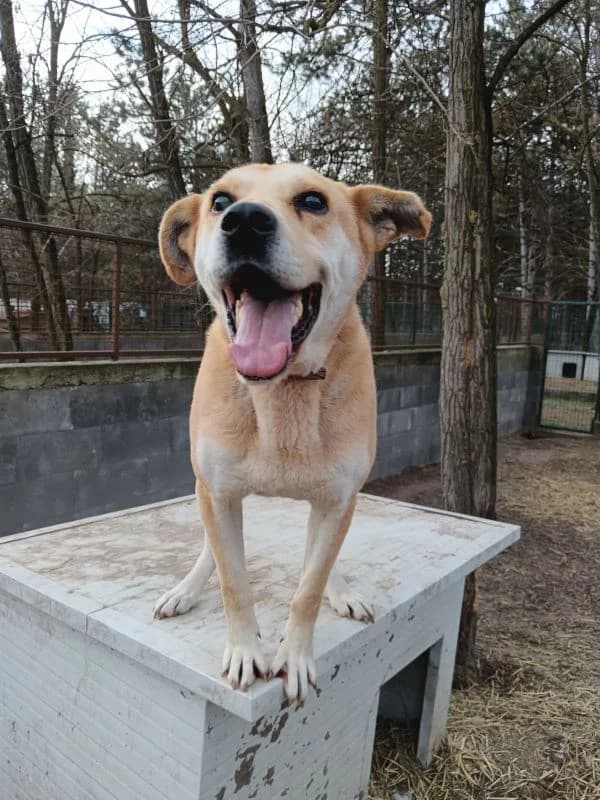 Bobo, male senior Mixed Breed for adoption at Pfotenhilfe-Ungarn e.V., Schnarup-Thumby
