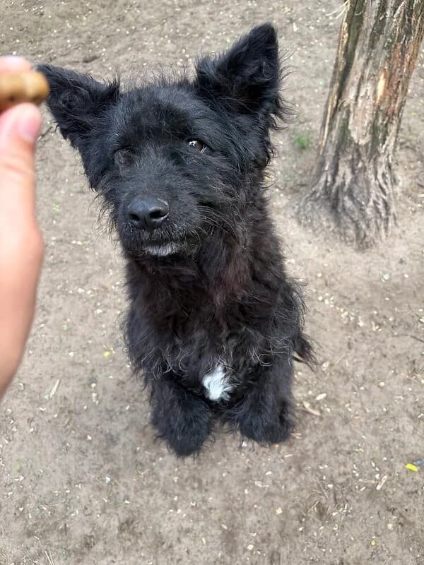 Bruno, male young Mixed Breed for adoption at Pfotenhilfe-Ungarn e.V., Schnarup-Thumby