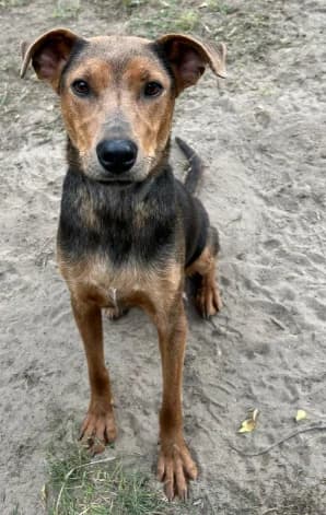 Dog, female young Mixed Breed for adoption at Pfotenhilfe-Ungarn e.V., Schnarup-Thumby