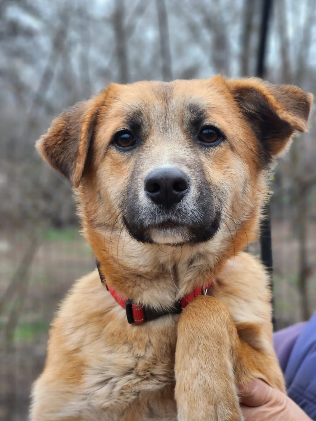 Dog, female young Mixed Breed for adoption at Pfotenhilfe-Ungarn e.V., Schnarup-Thumby